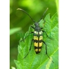 Leptura quadrifasciata Linnaeus, 1758 female
